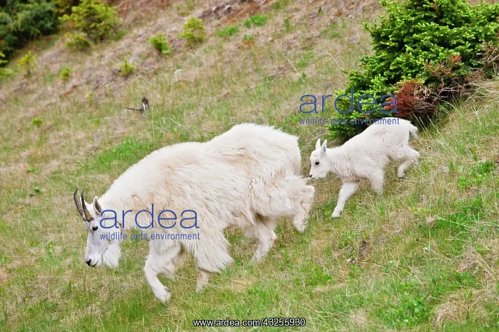 : Canada, Alberta, Jasper National Park, Mountain : Canada, Alberta, Jasper National Park, Mountain