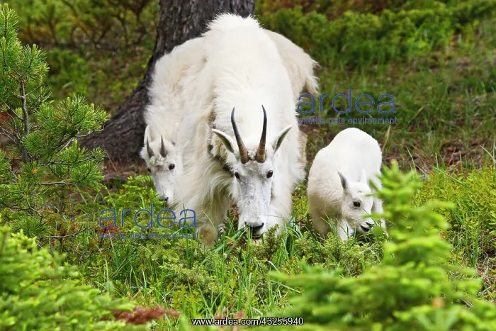  : Canada, Alberta, Jasper National Park, Mountain
