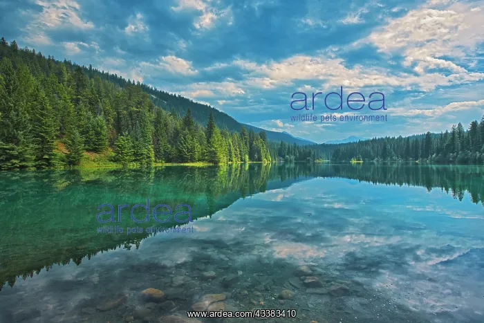 : Canada, Alberta, Jasper National Park. Mountain : Canada, Alberta, Jasper National Park. Mountain