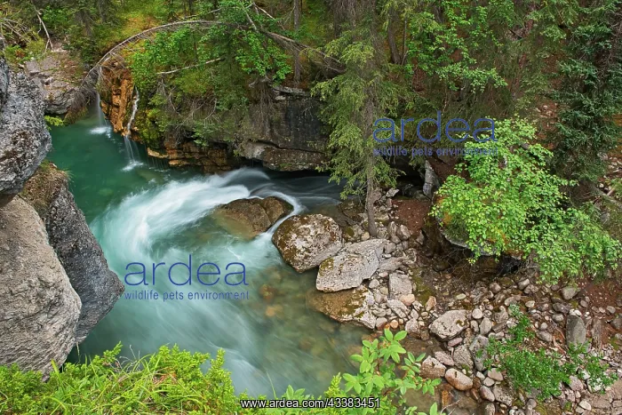 : Canada, Alberta, Jasper National Park. Overview : Canada, Alberta, Jasper National Park. Overview