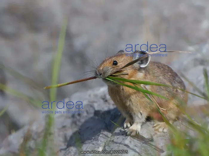 : Canada, Alberta, Jasper National Park. Pika : Canada, Alberta, Jasper National Park. Pika