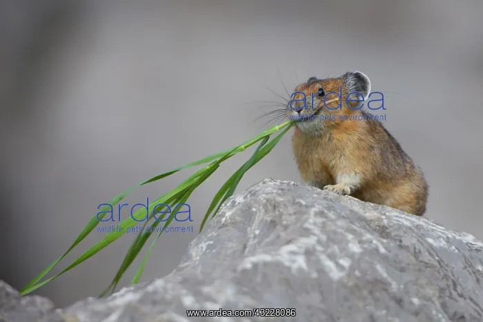 : Canada, Alberta, Jasper National Park. Pika : Canada, Alberta, Jasper National Park. Pika