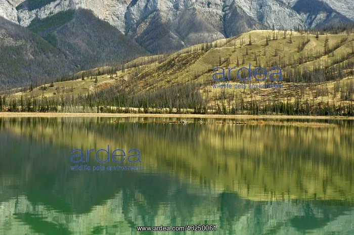 : Canada, Alberta, Jasper National Park. Reflection : Canada, Alberta, Jasper National Park. Reflection
