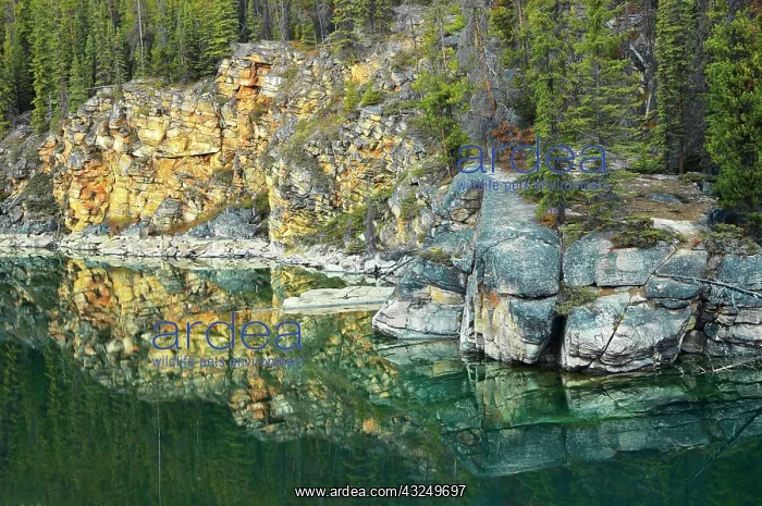 : Canada, Alberta, Jasper National Park. Shoreline : Canada, Alberta, Jasper National Park. Shoreline