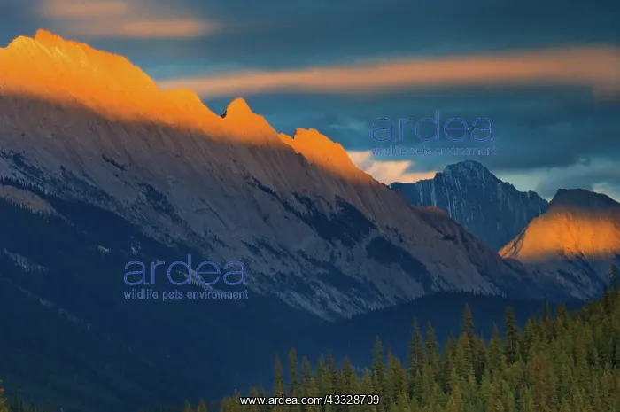: Canada, Alberta, Jasper National Park. Sunset : Canada, Alberta, Jasper National Park. Sunset