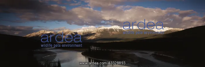 : Canada, Alberta, Jasper National Park, Winter : Canada, Alberta, Jasper National Park, Winter