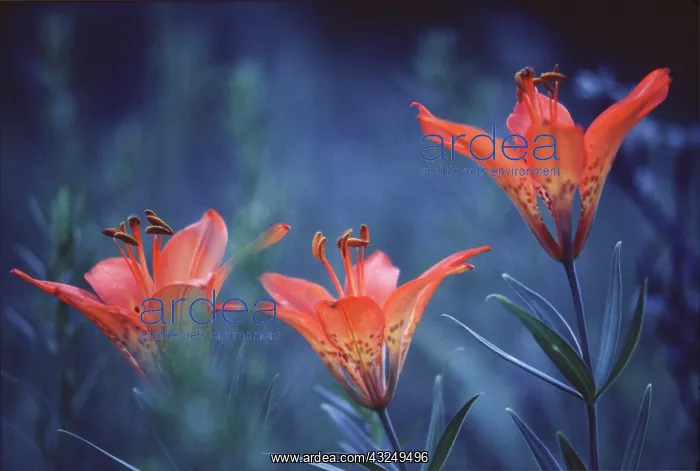 : Canada, Alberta, Jasper National Park. Wood : Canada, Alberta, Jasper National Park. Wood