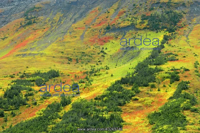 : Canada, Alberta, Kananaskis Country. Autumn : Canada, Alberta, Kananaskis Country. Autumn