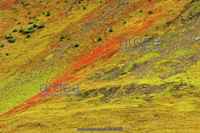 : Canada, Alberta, Kananaskis Country. Autumn : Canada, Alberta, Kananaskis Country. Autumn