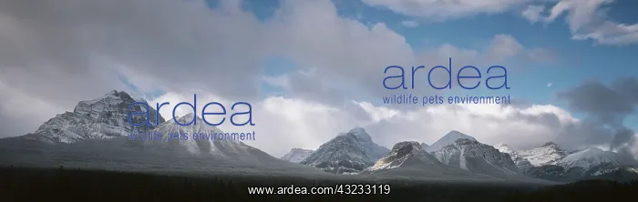 : Canada, Alberta, Lake Louise, Banff National : Canada, Alberta, Lake Louise, Banff National