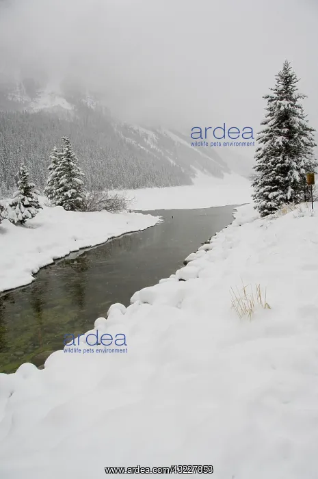 : Canada, Alberta, Lake Louise. Farimont Chateau : Canada, Alberta, Lake Louise. Farimont Chateau