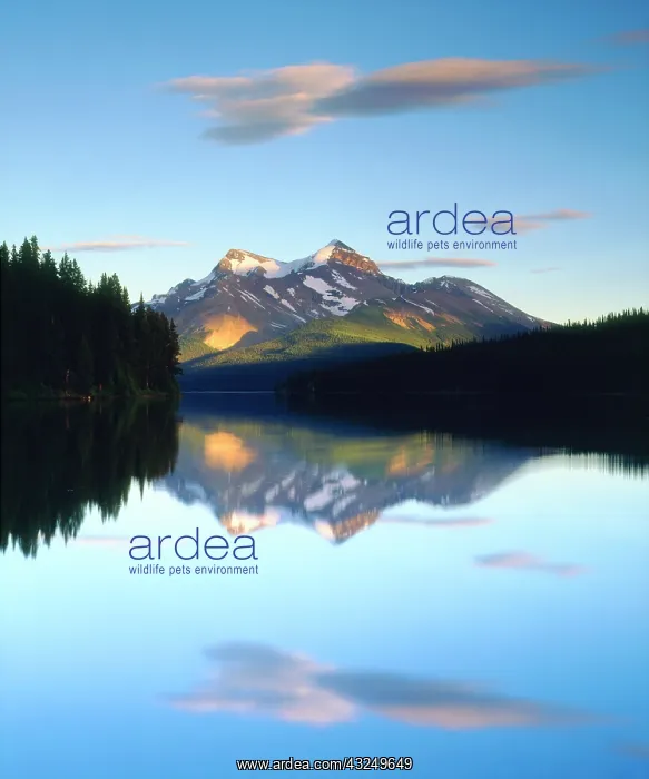 : Canada, Alberta, Mountains reflecting in : Canada, Alberta, Mountains reflecting in