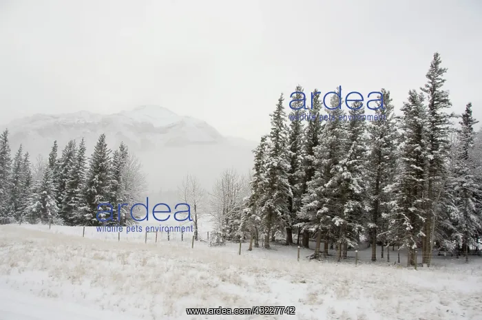 : Canada, Alberta. VIA Rail Snow Train between : Canada, Alberta. VIA Rail Snow Train between