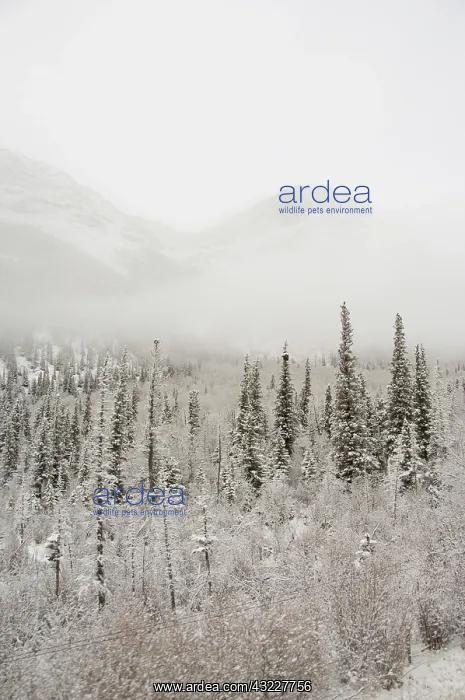 : Canada, Alberta. VIA Rail Snow Train between : Canada, Alberta. VIA Rail Snow Train between