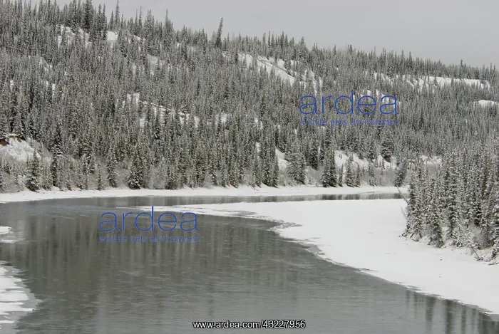 : Canada, Alberta. VIA Rail Snow Train between : Canada, Alberta. VIA Rail Snow Train between