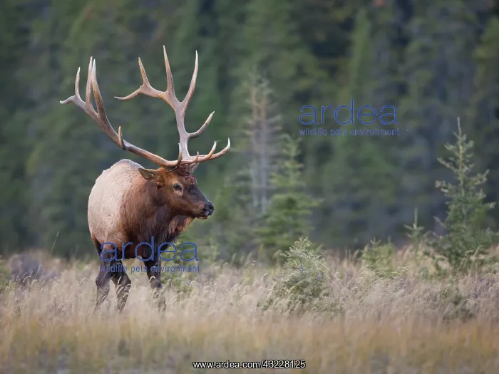 : Canada, Alberta. Rocky Mountain Elk (Cervus : Canada, Alberta. Rocky Mountain Elk (Cervus