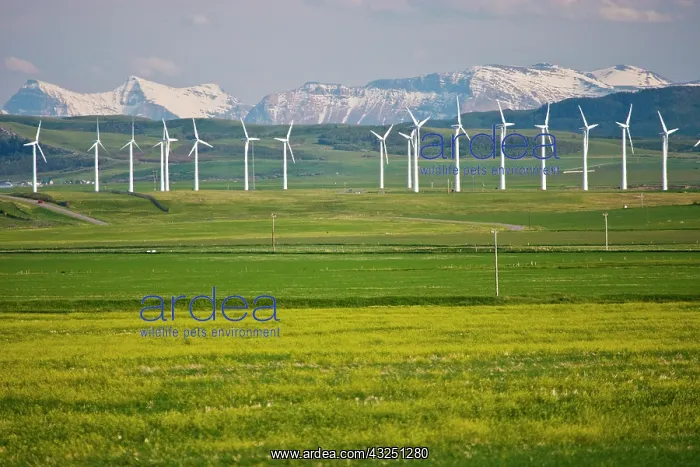 : Canada, Alberta, Rocky Mountains south of : Canada, Alberta, Rocky Mountains south of