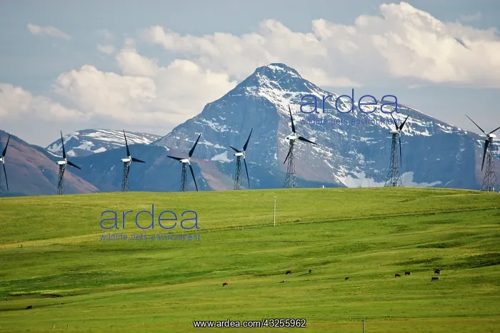 : Canada, Alberta, Rocky Mountains south of : Canada, Alberta, Rocky Mountains south of