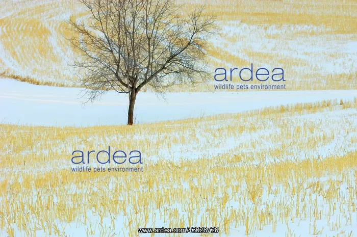 : Canada, Alberta, Spruce Grove. Lone tree : Canada, Alberta, Spruce Grove. Lone tree