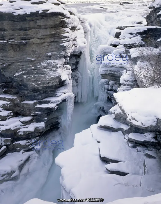 : Canada, Alberta, Sunwapta Falls, Jasper : Canada, Alberta, Sunwapta Falls, Jasper