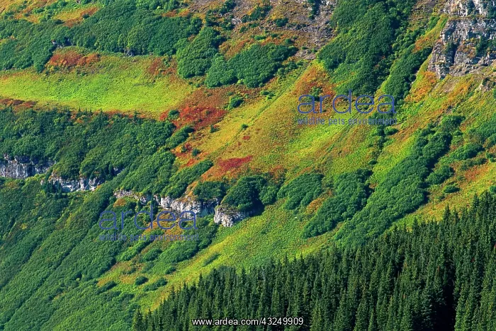 : Canada, Alberta, Waterton Lakes National : Canada, Alberta, Waterton Lakes National