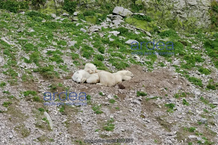 : Canada, Arctic Archipelago, Hudson Strait : Canada, Arctic Archipelago, Hudson Strait