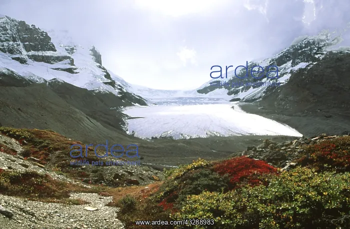 : CANADA - Athabasca Glacier - Jasper National Park : CANADA - Athabasca Glacier - Jasper National Park