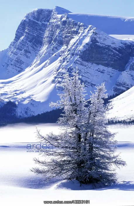 : Canada, Banff National Park, Canadian Rockies : Canada, Banff National Park, Canadian Rockies