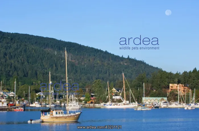 : Canada, BC, Gulf Islands, Salt Spring Island : Canada, BC, Gulf Islands, Salt Spring Island