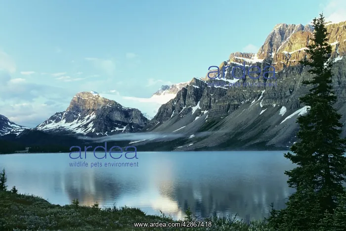 : Canada - Bow lake, Crowfoot Glacier, Morning, Summer : Canada - Bow lake, Crowfoot Glacier, Morning, Summer
