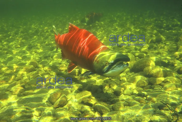 : Canada, British Columbia, Adams River. Sockeye : Canada, British Columbia, Adams River. Sockeye