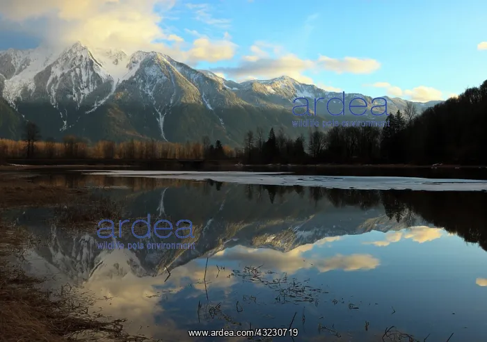: Canada, British Columbia, Agassiz, Seabird : Canada, British Columbia, Agassiz, Seabird