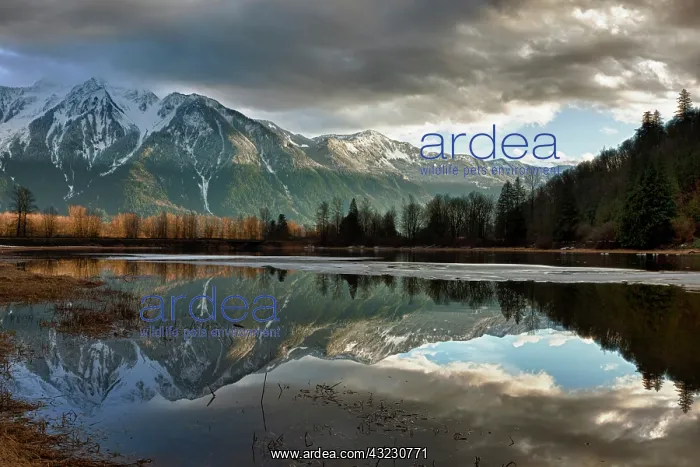 : Canada, British Columbia, Agassiz, Seabird : Canada, British Columbia, Agassiz, Seabird