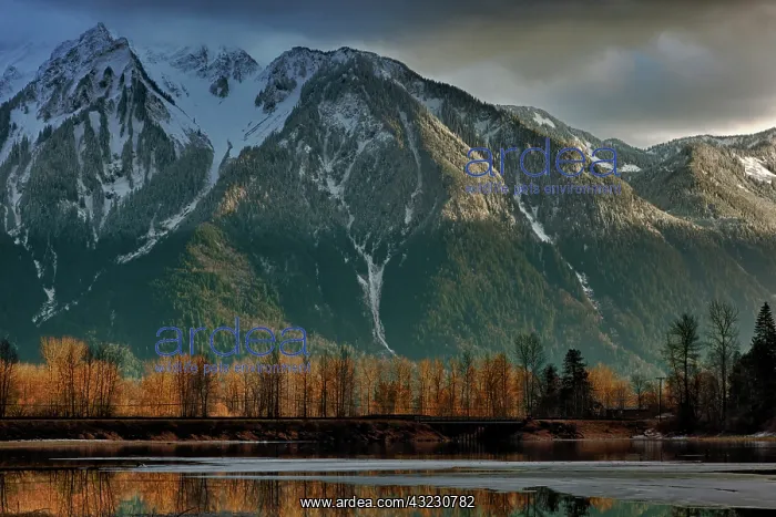 : Canada, British Columbia, Agassiz, Seabird : Canada, British Columbia, Agassiz, Seabird