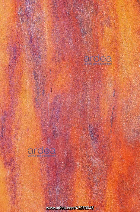 : Canada, British Columbia. Bark detail of madrone : Canada, British Columbia. Bark detail of madrone