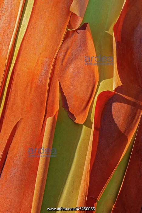 : Canada, British Columbia. Bark detail of madrone : Canada, British Columbia. Bark detail of madrone