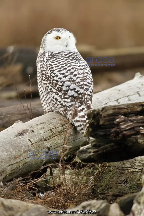  : Canada, British Columbia, Boundary Bay