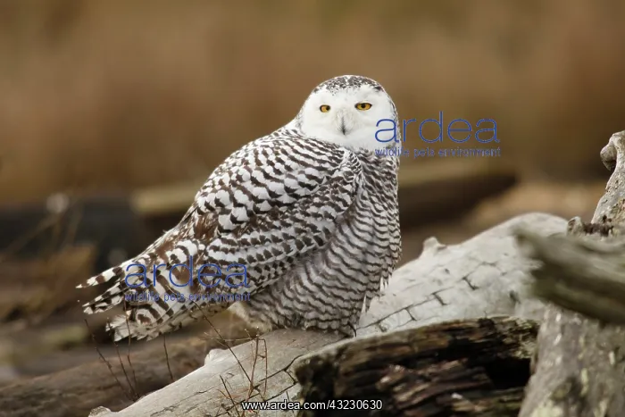 : Canada, British Columbia, Boundary Bay : Canada, British Columbia, Boundary Bay