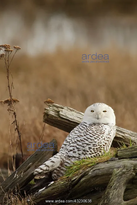  : Canada, British Columbia, Boundary Bay