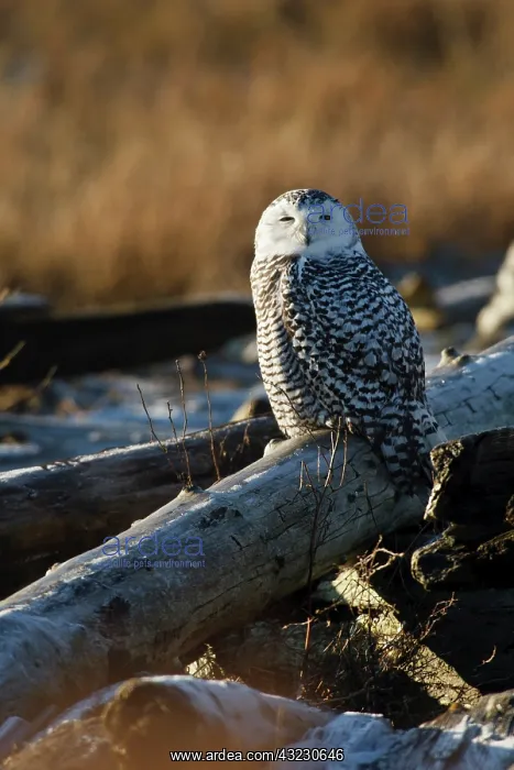 : Canada, British Columbia, Boundary Bay : Canada, British Columbia, Boundary Bay