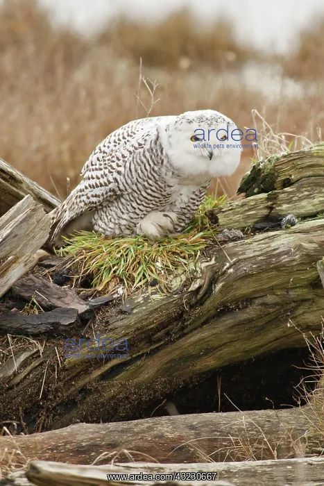 : Canada, British Columbia, Boundary Bay : Canada, British Columbia, Boundary Bay