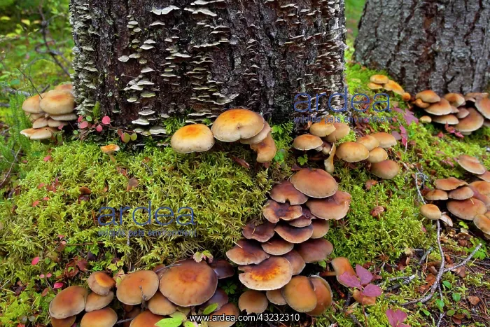 : Canada, British Columbia, Bowron Lakes Provincial : Canada, British Columbia, Bowron Lakes Provincial