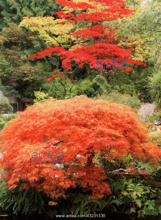 : Canada, British Columbia, Brentwood Bay : Canada, British Columbia, Brentwood Bay