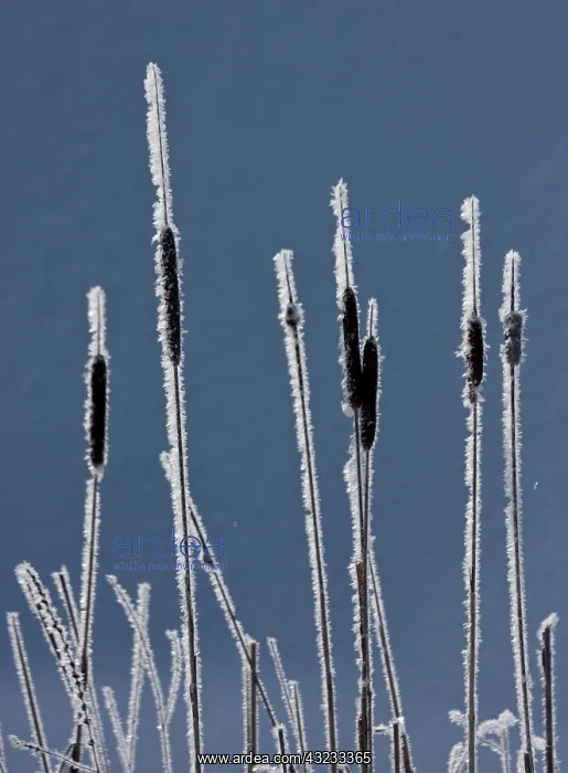 : Canada, British Columbia. Bulrushes coated : Canada, British Columbia. Bulrushes coated