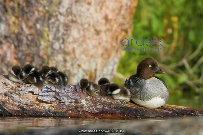 : Canada, British Columbia, Common Goldeneye : Canada, British Columbia, Common Goldeneye