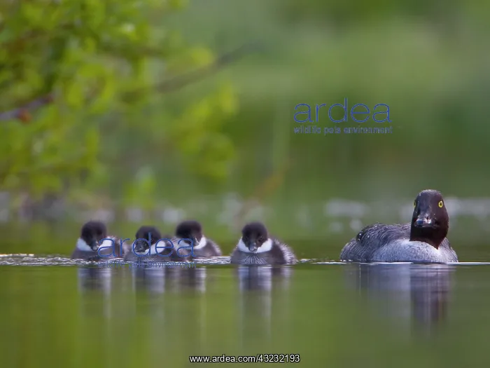 : Canada, British Columbia, Common Goldeneye : Canada, British Columbia, Common Goldeneye