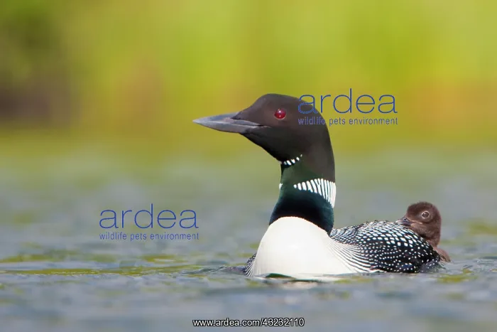 : Canada, British Columbia, Common Loon, breeding : Canada, British Columbia, Common Loon, breeding