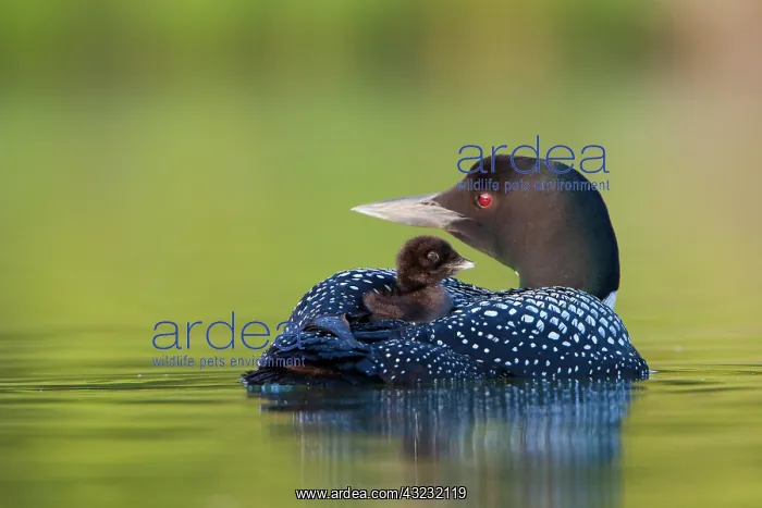 : Canada, British Columbia, Common Loon, breeding : Canada, British Columbia, Common Loon, breeding