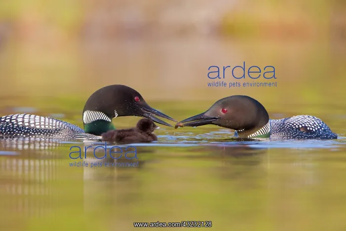 : Canada, British Columbia, Common Loon, breeding : Canada, British Columbia, Common Loon, breeding