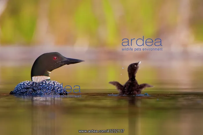 : Canada, British Columbia, Common Loon, breeding : Canada, British Columbia, Common Loon, breeding